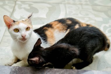 Beyaz bir anne kedi ve siyah kedileri verandada birbirlerine sarılıyorlardı..