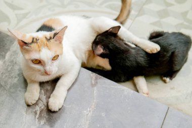 Beyaz bir anne kedi ve siyah kedileri verandada birbirlerine sarılıyorlardı..