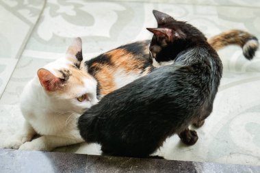 Beyaz bir anne kedi ve siyah kedileri verandada birbirlerine sarılıyorlardı..