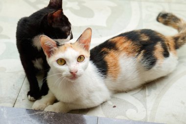 Beyaz bir anne kedi ve siyah kedileri verandada birbirlerine sarılıyorlardı..