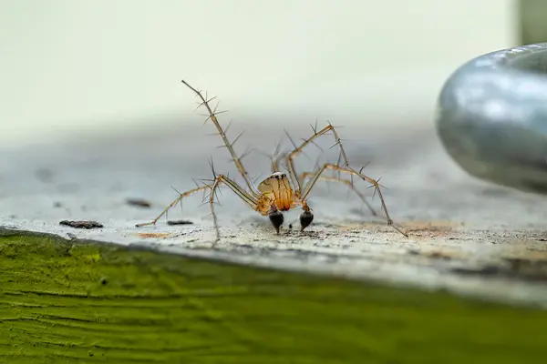 Örümcek türü Oxyopes salticus terasın yüzeyinde sürünür..