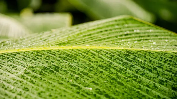 Yüzeyinde yağmur damlacıkları olan taze yeşil bir muz yaprağı..
