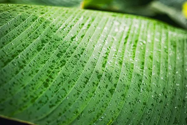 Yüzeyinde yağmur damlacıkları olan taze yeşil bir muz yaprağı..