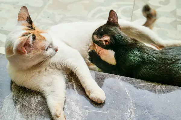 Beyaz bir anne kedi ve siyah kedileri verandada birbirlerine sarılıyorlardı..