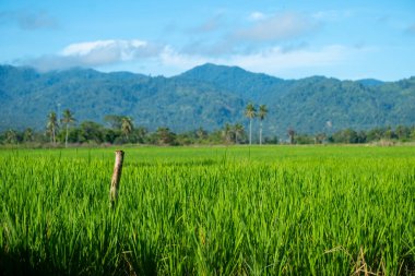 Doğal manzara, sabah güneşinde yeşil pirinç tarlaları olan dağlar. Açık hava ve bulutlu mavi gökyüzü.