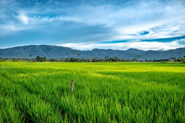 Dağın eteklerini kaplayan beyaz bulutlu bir dağ manzarası. Açık mavi gökyüzü ve sarı-yeşil pirinç tarlalarıyla.