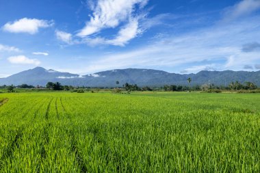 Palolo Village, Sigi Regency, Central Sulawesi 'deki doğal manzara. Yeşil pirinç tarlaları, bulutlarla kaplı dağlar ve gün boyunca açık gökyüzü.