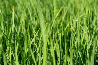 Pirinç bitkileri, sabahları yüzeyi çiy tutmuş yeşil otlar gibidir. Sabah hava açık iken çekilmiş..
