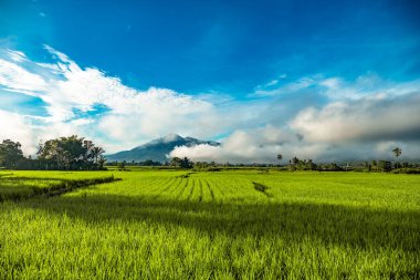Palolo Village, Sigi Regency, Central Sulawesi 'deki doğal manzara. Yeşil pirinç tarlaları, bulutlarla kaplı dağlar ve gün boyunca açık gökyüzü.