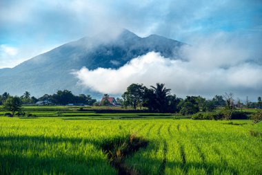 Doğal manzara, sabah güneşinde yeşil pirinç tarlaları olan dağlar. Açık hava ve bulutlu mavi gökyüzü.