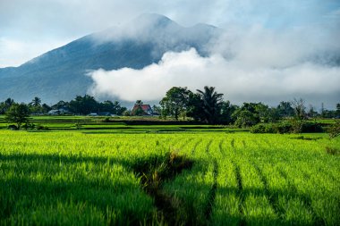 Doğal manzara, sabah güneşinde yeşil pirinç tarlaları olan dağlar. Açık hava ve bulutlu mavi gökyüzü.
