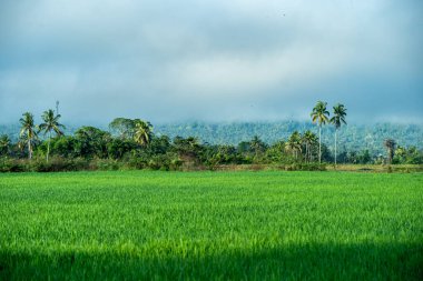 Doğal manzara, sabah güneşinde yeşil pirinç tarlaları olan dağlar. Açık hava ve bulutlu mavi gökyüzü.