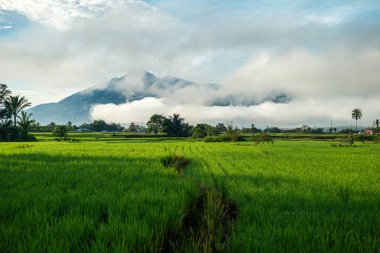 Doğal manzara, sabah güneşinde yeşil pirinç tarlaları olan dağlar. Açık hava ve bulutlu mavi gökyüzü.