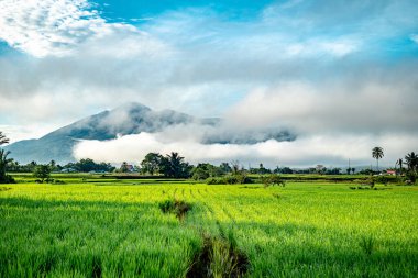 Doğal manzara, sabah güneşinde yeşil pirinç tarlaları olan dağlar. Açık hava ve bulutlu mavi gökyüzü.