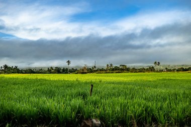 Doğal manzara, sabah güneşinde yeşil pirinç tarlaları olan dağlar. Açık hava ve bulutlu mavi gökyüzü.