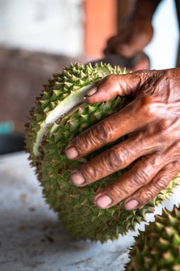 Birinin eli olgun bir Durian 'ı kesiyor..