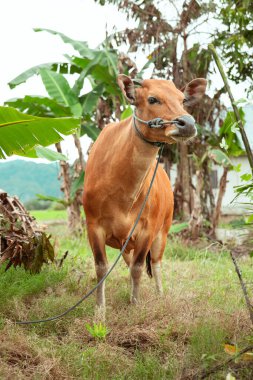 Kahverengi bir inek ipe bağlanır ve çiftliktedir..