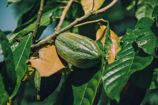 Dallarda büyüyen küçük, taze kakao kabukları görülebilir. Arka planda parlak mavi bir gökyüzü.