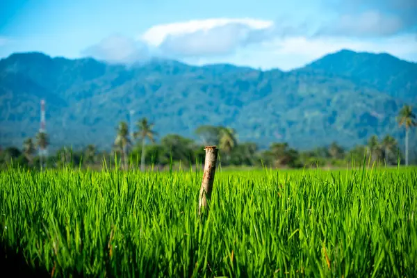 Doğal manzara, sabah güneşinde yeşil pirinç tarlaları olan dağlar. Açık hava ve bulutlu mavi gökyüzü.