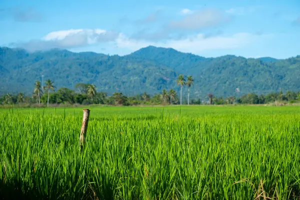 Doğal manzara, sabah güneşinde yeşil pirinç tarlaları olan dağlar. Açık hava ve bulutlu mavi gökyüzü.