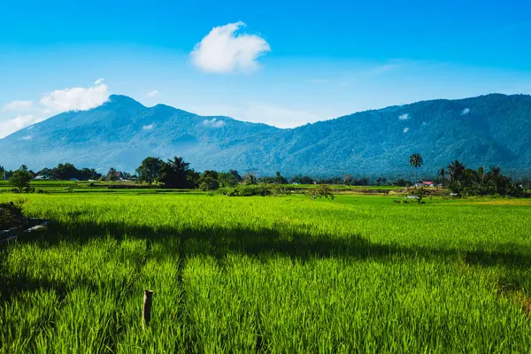 Doğal manzara, sabah güneşinde yeşil pirinç tarlaları olan dağlar. Açık hava ve bulutlu mavi gökyüzü.