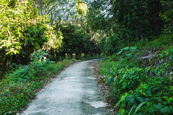 Sadece bir araba için yeterli alanı olan küçük bir yol. Yoğun ormanın içinden geçiyor..