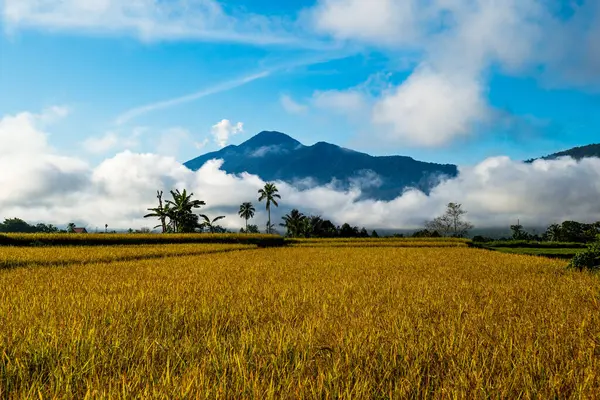 Dağın eteklerini kaplayan beyaz bulutlu bir dağ manzarası. Açık mavi gökyüzü ve sarı-yeşil pirinç tarlalarıyla.