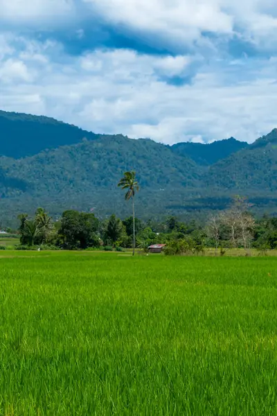 Doğal manzara, sabah güneşinde yeşil pirinç tarlaları olan dağlar. Açık hava ve bulutlu mavi gökyüzü.