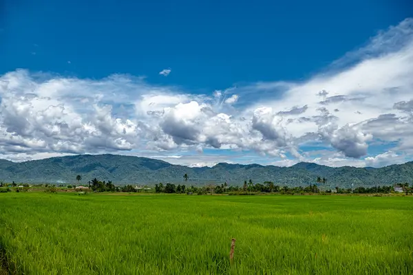 Doğal manzara, sabah güneşinde yeşil pirinç tarlaları olan dağlar. Açık hava ve bulutlu mavi gökyüzü.