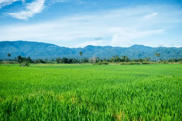 Palolo Village, Sigi Regency, Central Sulawesi 'deki doğal manzara. Yeşil pirinç tarlaları, bulutlarla kaplı dağlar ve gün boyunca açık gökyüzü.