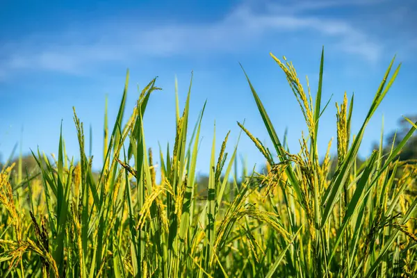 Pirinç bitkileri yakından çekiliyor ve arka plandaki ağaçlar sahte görünüyor. Resim ya da arkaplan resimleri için kullanılabilir.