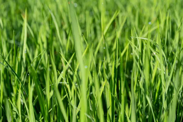 Pirinç bitkileri, sabahları yüzeyi çiy tutmuş yeşil otlar gibidir. Sabah hava açık iken çekilmiş..