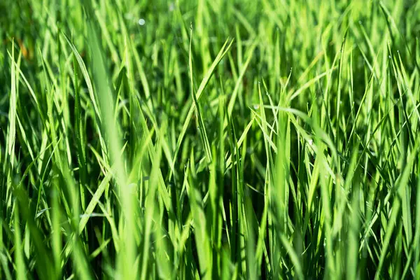 Pirinç bitkileri, sabahları yüzeyi çiy tutmuş yeşil otlar gibidir. Sabah hava açık iken çekilmiş..