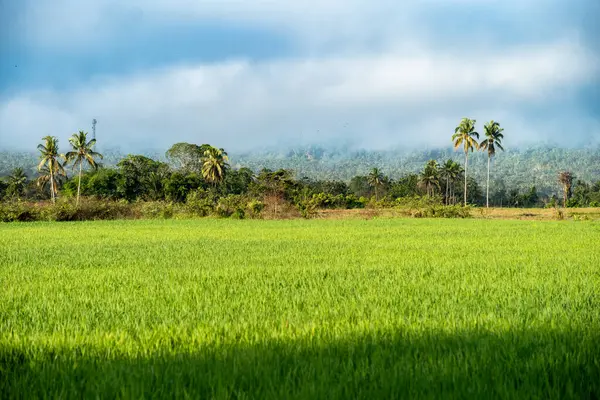 Doğal manzara, sabah güneşinde yeşil pirinç tarlaları olan dağlar. Açık hava ve bulutlu mavi gökyüzü.