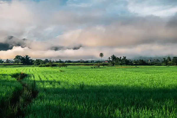 Doğal manzara, sabah güneşinde yeşil pirinç tarlaları olan dağlar. Açık hava ve bulutlu mavi gökyüzü.