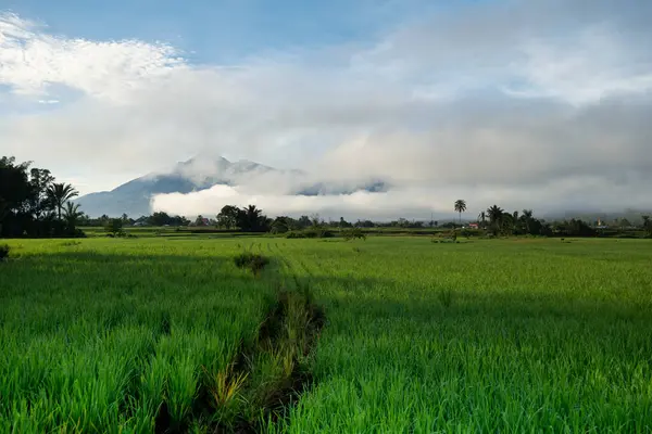 Doğal manzara, sabah güneşinde yeşil pirinç tarlaları olan dağlar. Açık hava ve bulutlu mavi gökyüzü.