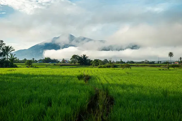 Doğal manzara, sabah güneşinde yeşil pirinç tarlaları olan dağlar. Açık hava ve bulutlu mavi gökyüzü.