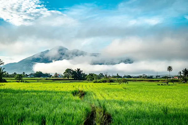 Doğal manzara, sabah güneşinde yeşil pirinç tarlaları olan dağlar. Açık hava ve bulutlu mavi gökyüzü.