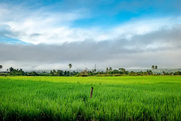 Doğal manzara, sabah güneşinde yeşil pirinç tarlaları olan dağlar. Açık hava ve bulutlu mavi gökyüzü.