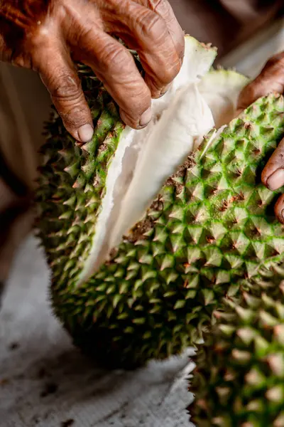 Birinin eli olgun bir Durian 'ı kesiyor..