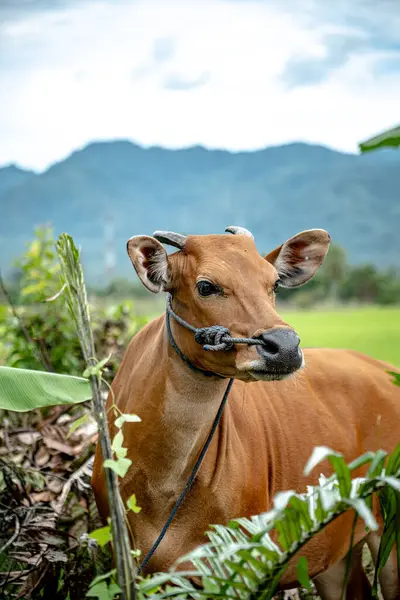 Kahverengi bir inek ipe bağlanır ve çiftliktedir..
