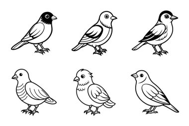 farklı kuş kümesi