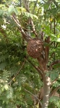 Arı kovanı - Arı birliği