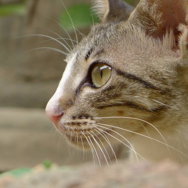 Domestic Cat - side pose