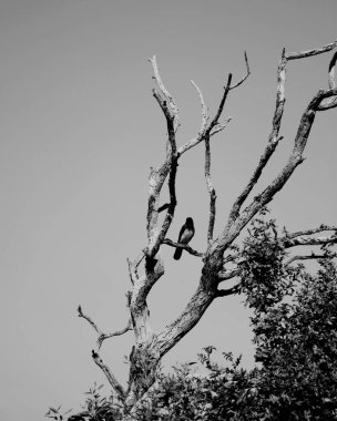 Yalnız kuş ağaçta oturuyor.