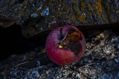 Ölü bir elmanın yakın plan çekimi.