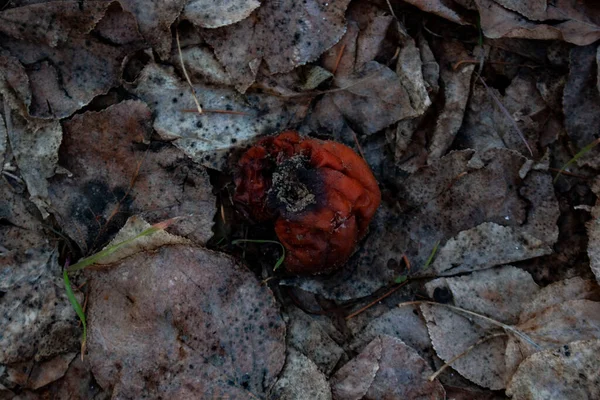 Κοντινό Πλάνο Ενός Νεκρού Μήλου — Φωτογραφία Αρχείου