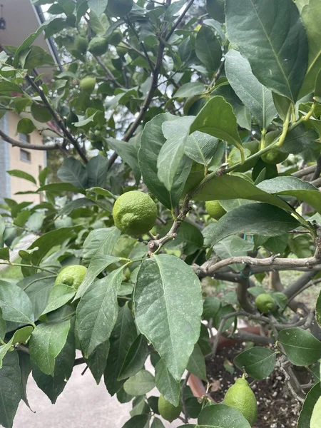 Green lemons between green branches of a lemon tree