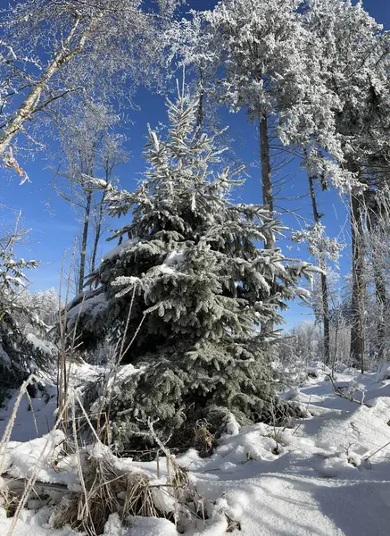 Çam ağacı mavi gökyüzü ormanı