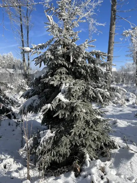 Noel ağacı, mavi gökyüzü. 